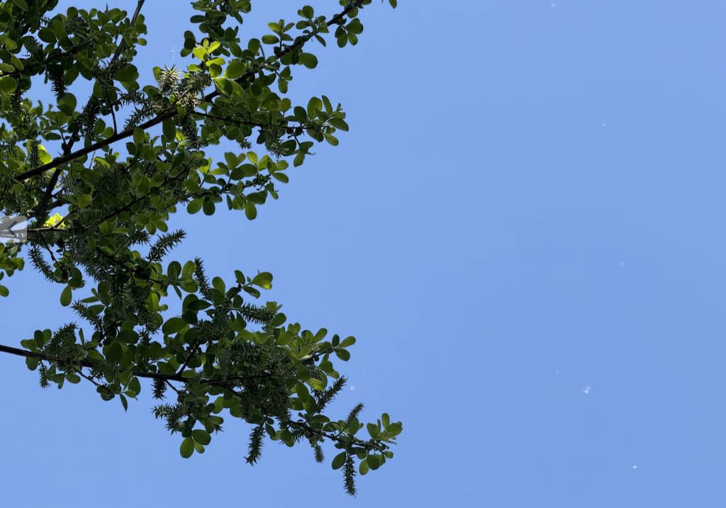 Blue sky with a tree branch coming into the left of frame.